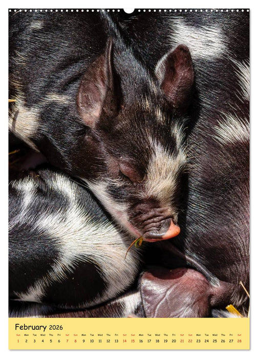 Just Pigs (CALVENDO Premium-Calendar 2026)
