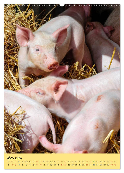 Just Pigs (CALVENDO Premium-Calendar 2026)