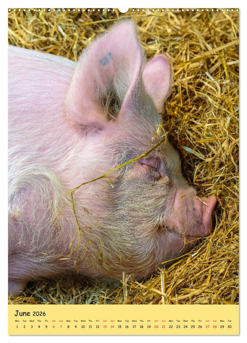 Just Pigs (CALVENDO Premium-Calendar 2026)