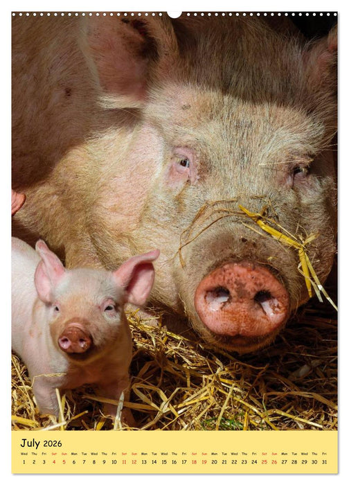 Just Pigs (CALVENDO Premium-Calendar 2026)