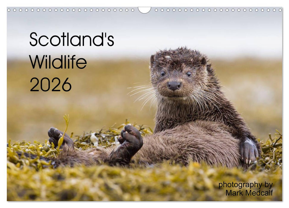 Scotland's Wildlife 2026 (CALVENDO Monthly Calendar 2026)