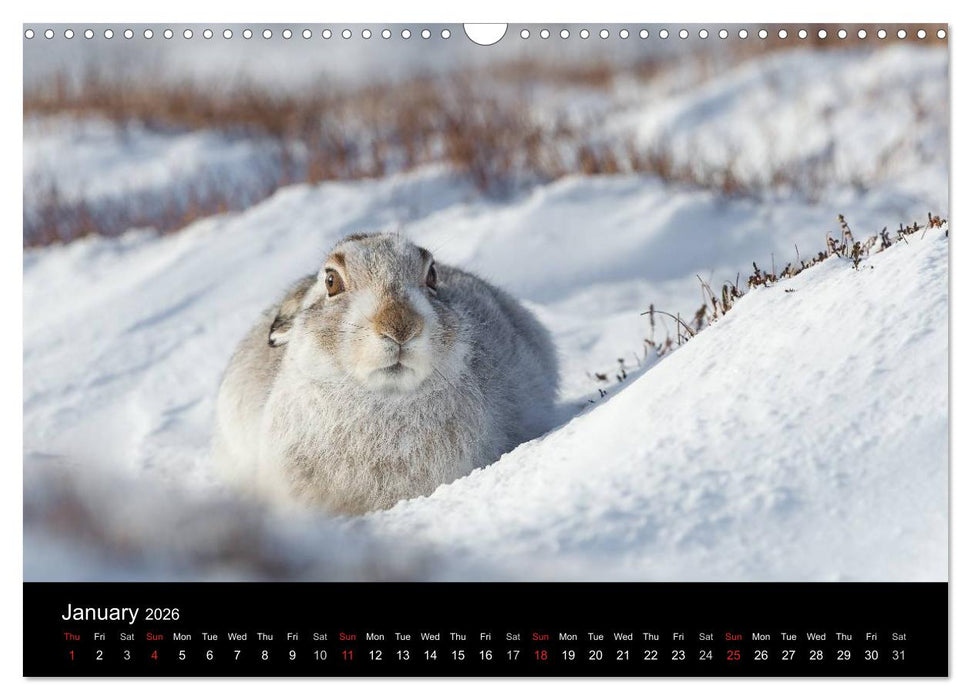 Scotland's Wildlife 2026 (CALVENDO Monthly Calendar 2026)