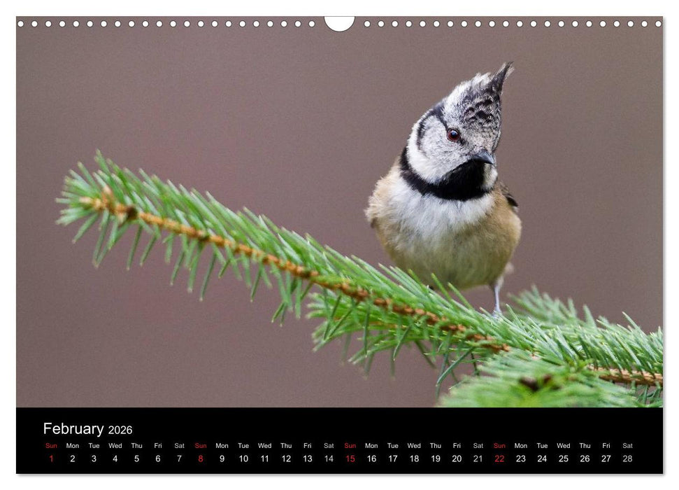 Scotland's Wildlife 2026 (CALVENDO Monthly Calendar 2026)