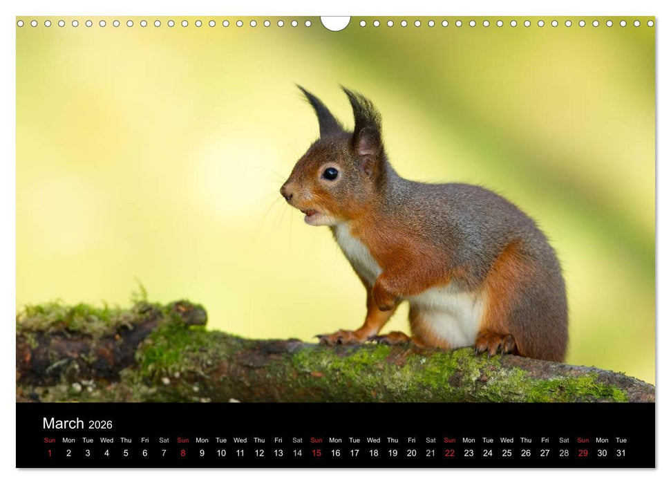 Scotland's Wildlife 2026 (CALVENDO Monthly Calendar 2026)