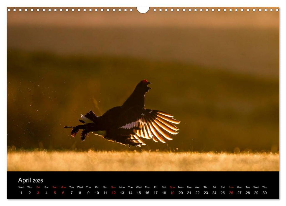 Scotland's Wildlife 2026 (CALVENDO Monthly Calendar 2026)