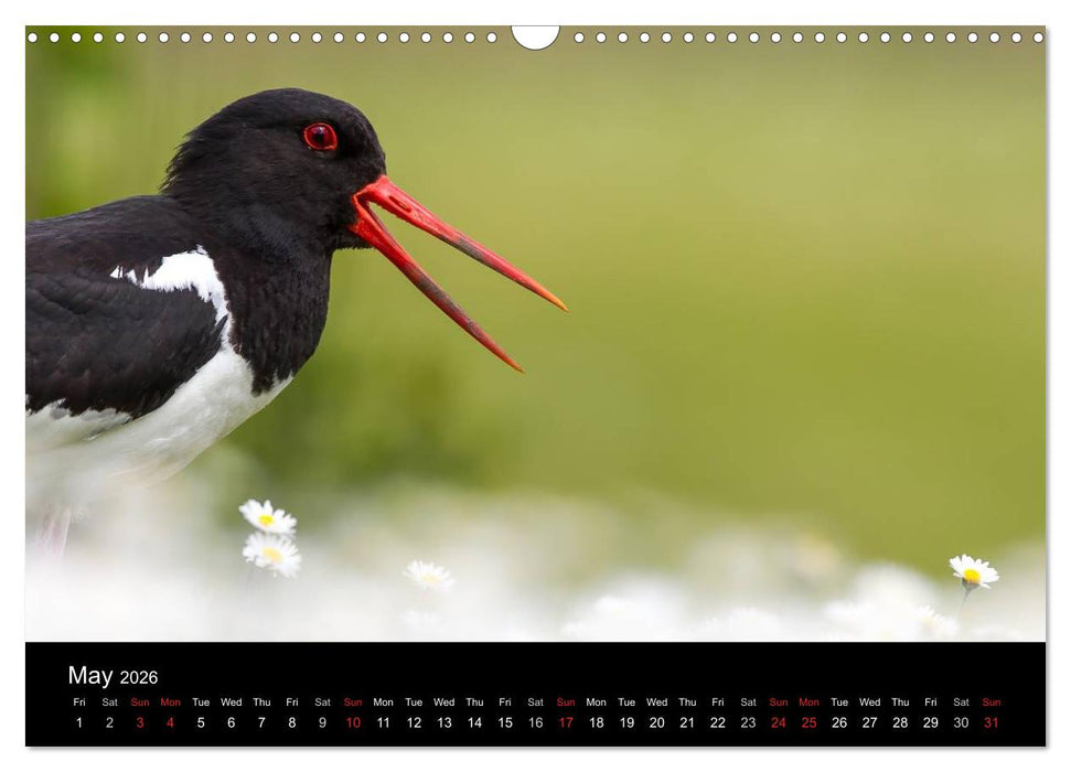 Scotland's Wildlife 2026 (CALVENDO Monthly Calendar 2026)