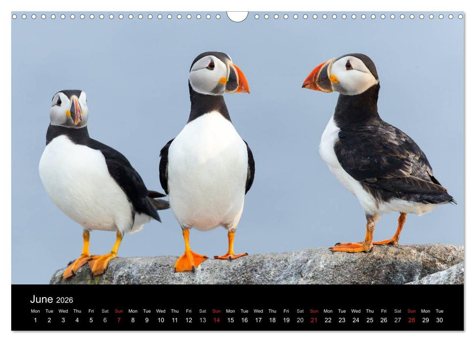 Scotland's Wildlife 2026 (CALVENDO Monthly Calendar 2026)