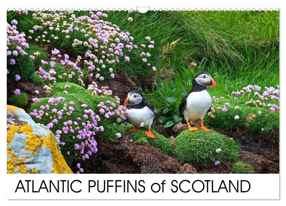 ATLANTIC PUFFINS OF SCOTLAND (CALVENDO Monthly Calendar 2026)