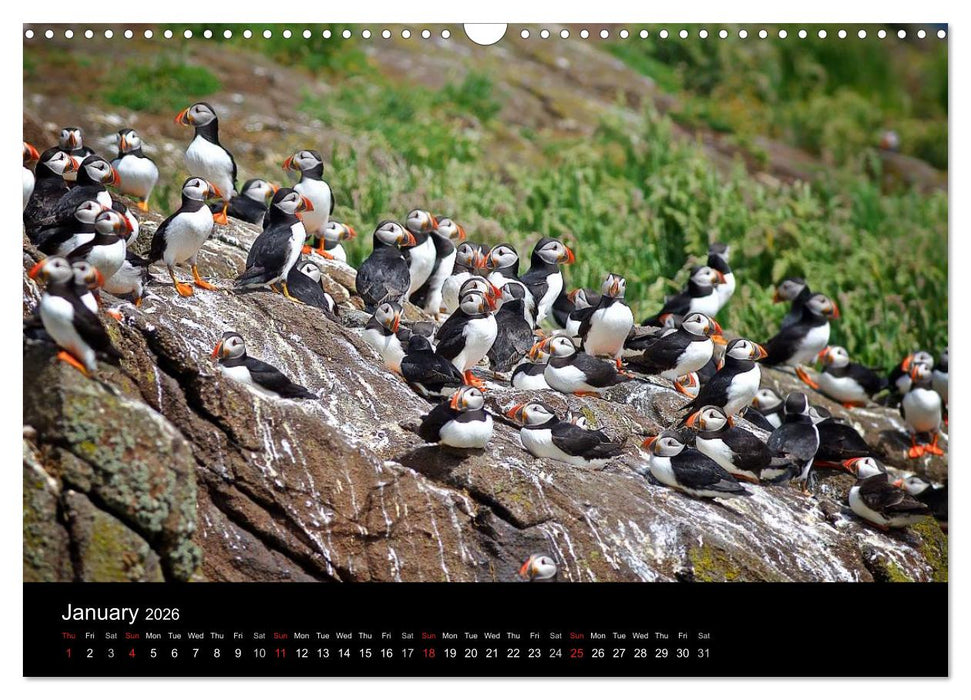 ATLANTIC PUFFINS OF SCOTLAND (CALVENDO Monthly Calendar 2026)