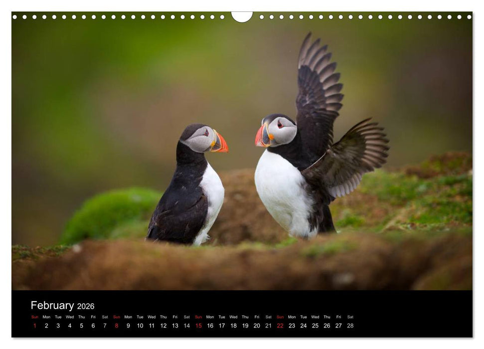 ATLANTIC PUFFINS OF SCOTLAND (CALVENDO Monthly Calendar 2026)