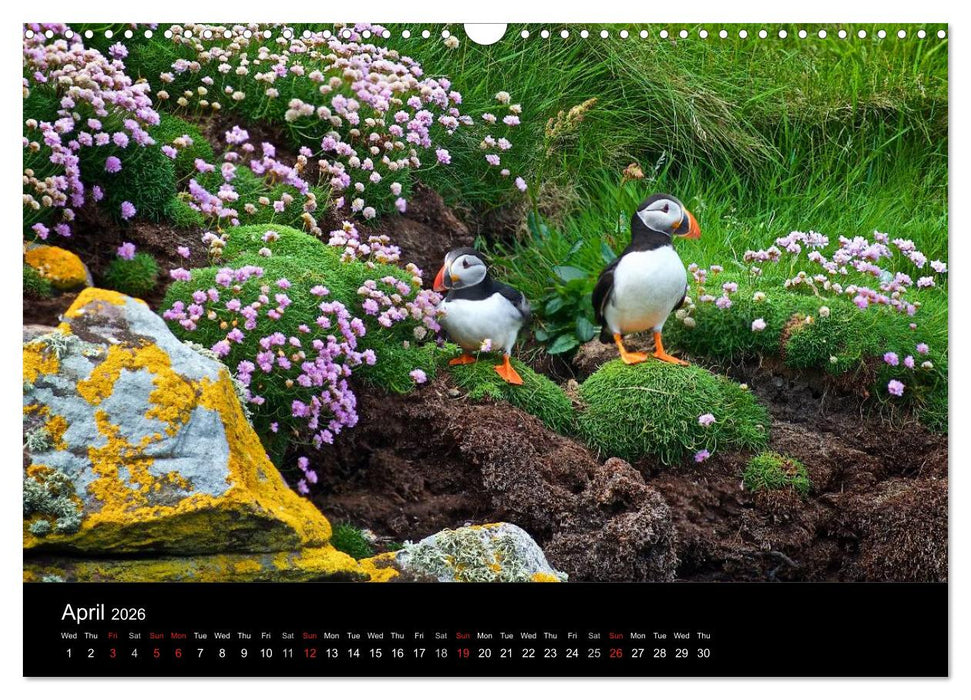 ATLANTIC PUFFINS OF SCOTLAND (CALVENDO Monthly Calendar 2026)