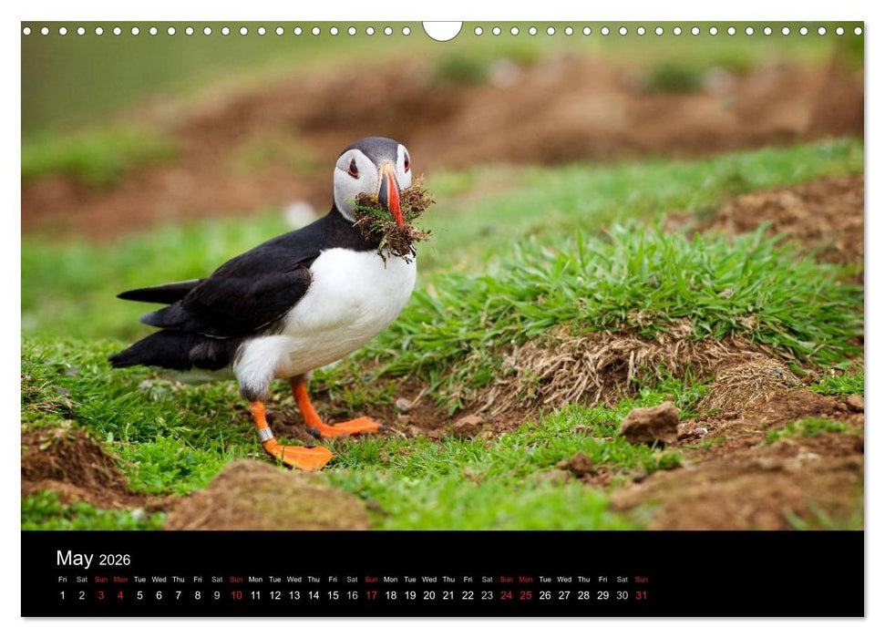 ATLANTIC PUFFINS OF SCOTLAND (CALVENDO Monthly Calendar 2026)