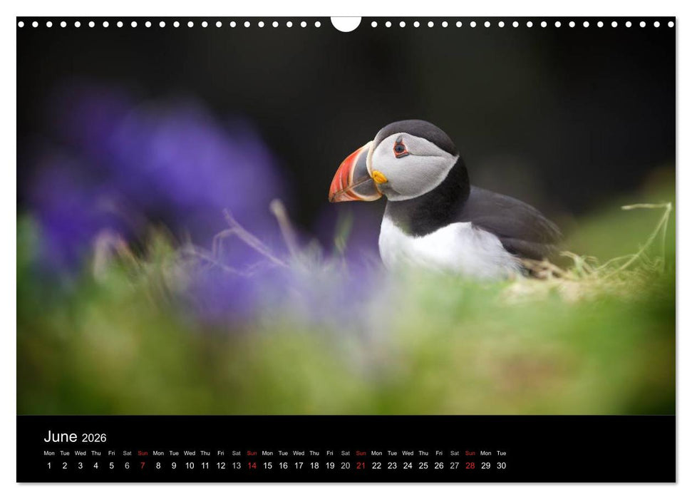 ATLANTIC PUFFINS OF SCOTLAND (CALVENDO Monthly Calendar 2026)