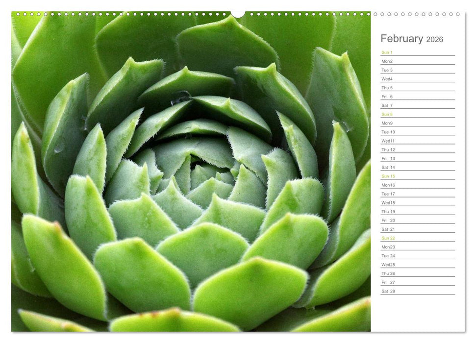 Sempervivum Fascinating Succulents (CALVENDO Premium-Calendar 2026)