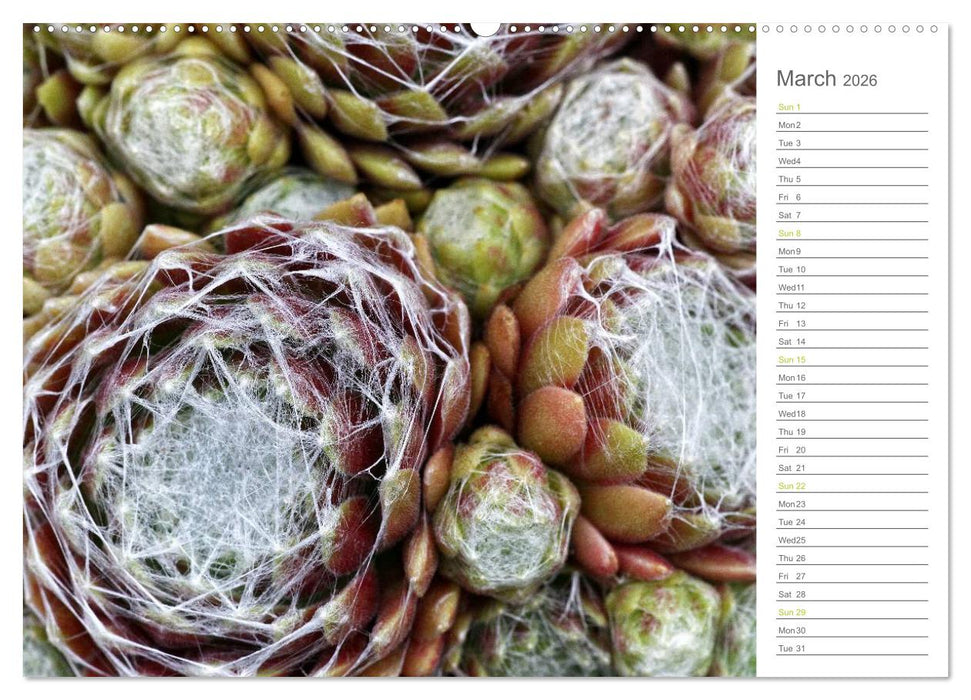 Sempervivum Fascinating Succulents (CALVENDO Premium-Calendar 2026)