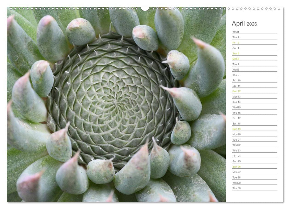 Sempervivum Fascinating Succulents (CALVENDO Premium-Calendar 2026)