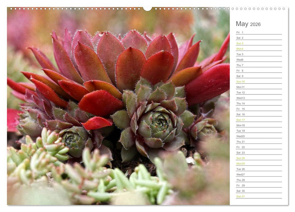 Sempervivum Fascinating Succulents (CALVENDO Premium-Calendar 2026)