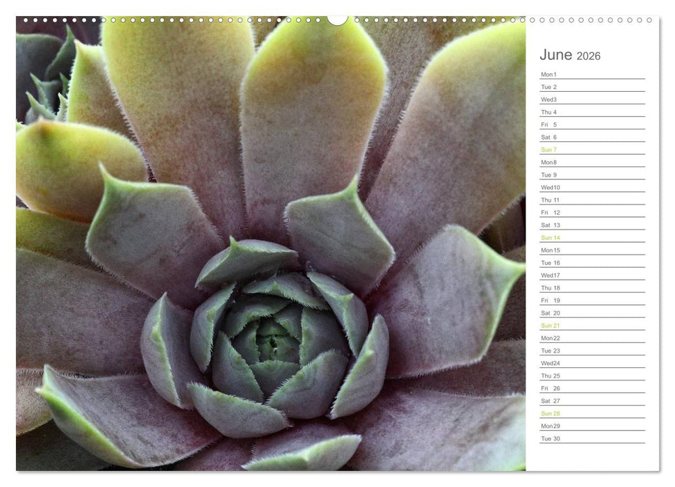 Sempervivum Fascinating Succulents (CALVENDO Premium-Calendar 2026)