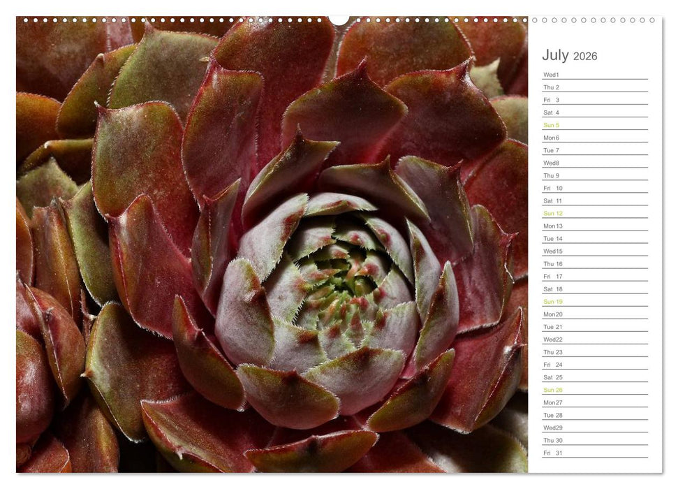 Sempervivum Fascinating Succulents (CALVENDO Premium-Calendar 2026)