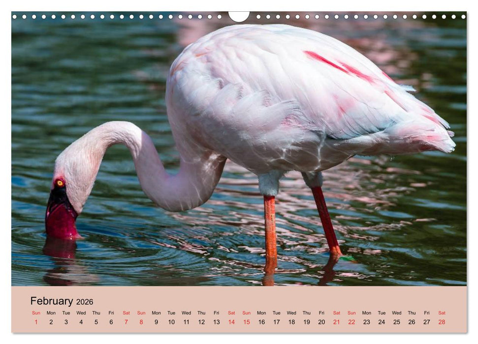 Just Flamingos (CALVENDO Monthly Calendar 2026)