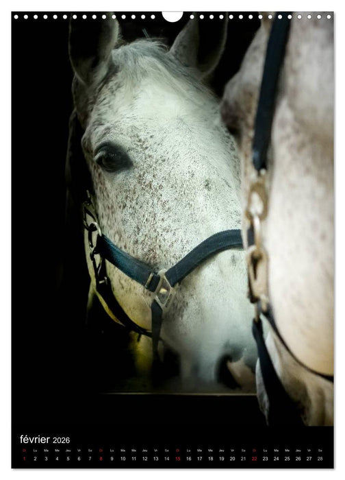 Chevaux en Portraits (CALVENDO Calendrier mensuel 2026)