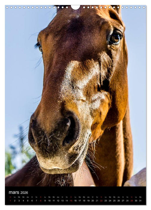 Chevaux en Portraits (CALVENDO Calendrier mensuel 2026)