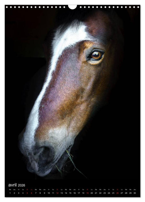 Chevaux en Portraits (CALVENDO Calendrier mensuel 2026)