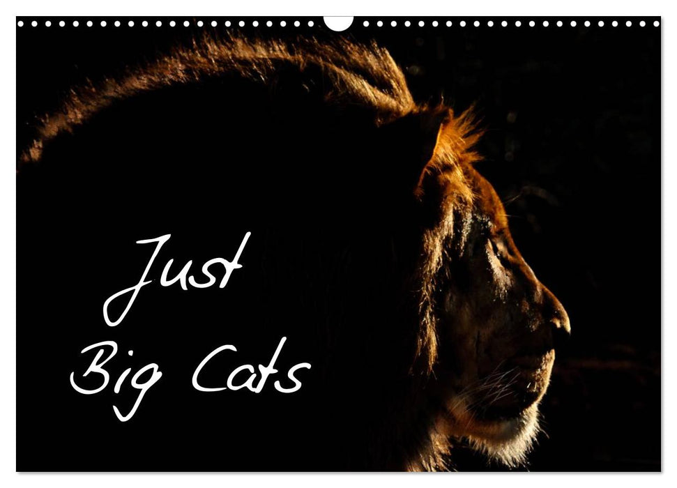 Just Big Cats (CALVENDO Monthly Calendar 2026)