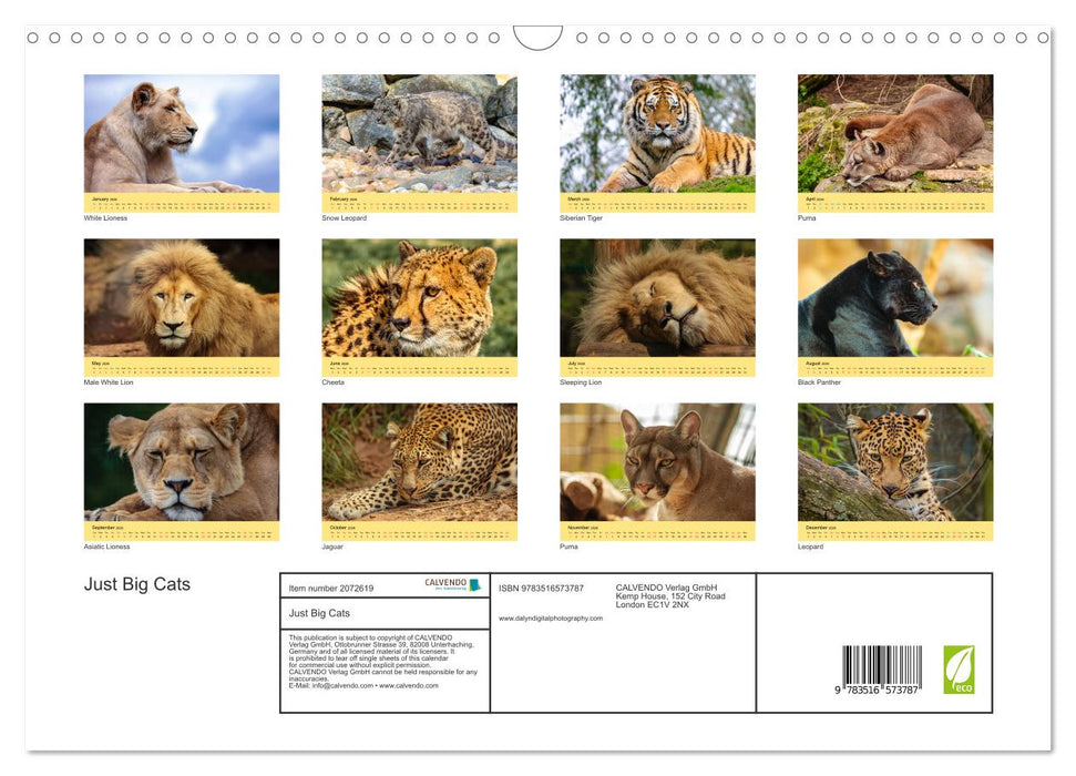 Just Big Cats (CALVENDO Monthly Calendar 2026)