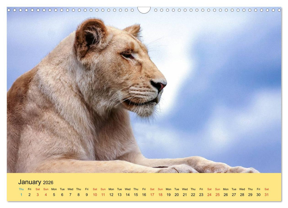 Just Big Cats (CALVENDO Monthly Calendar 2026)