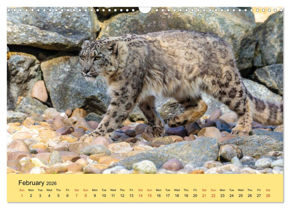 Just Big Cats (CALVENDO Monthly Calendar 2026)