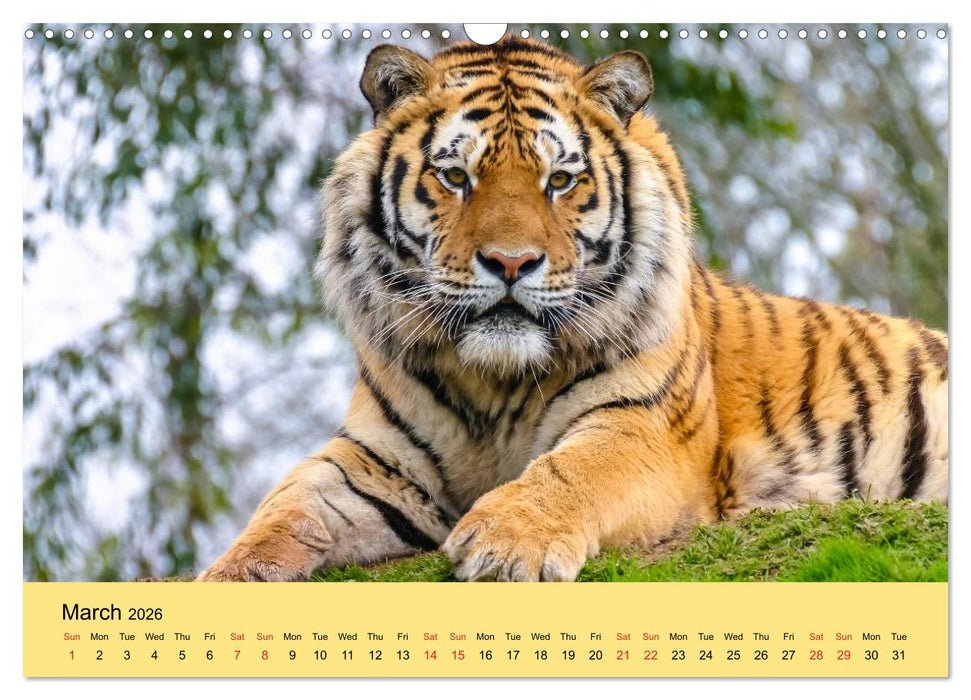 Just Big Cats (CALVENDO Monthly Calendar 2026)