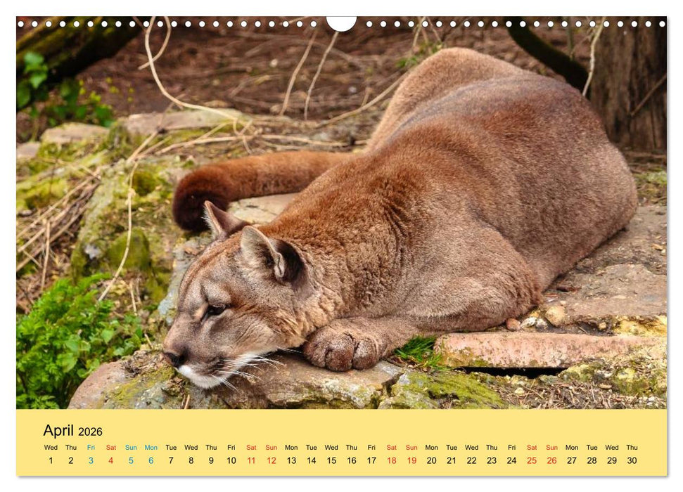 Just Big Cats (CALVENDO Monthly Calendar 2026)