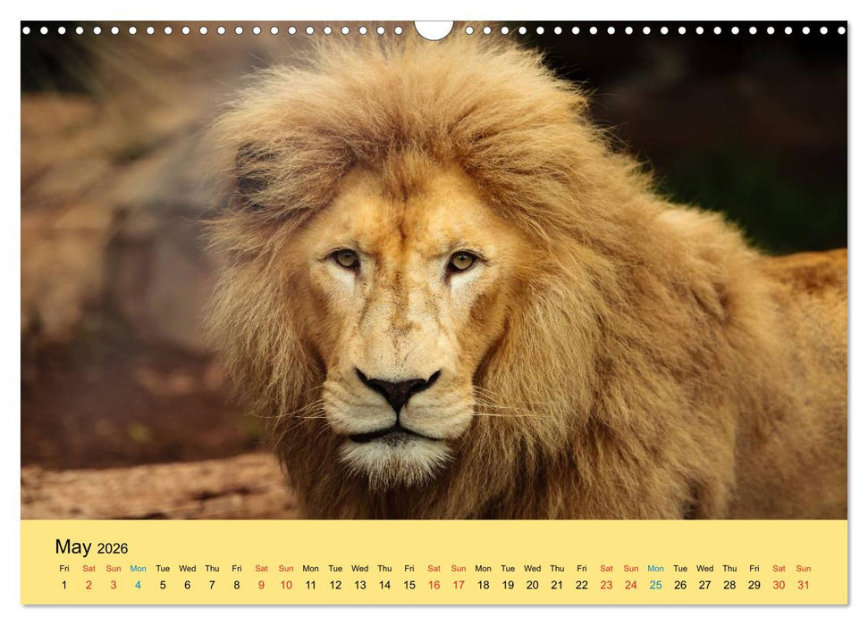 Just Big Cats (CALVENDO Monthly Calendar 2026)