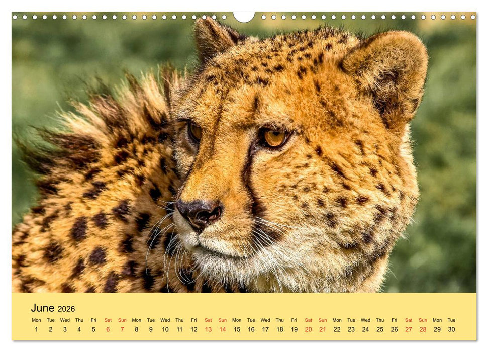 Just Big Cats (CALVENDO Monthly Calendar 2026)