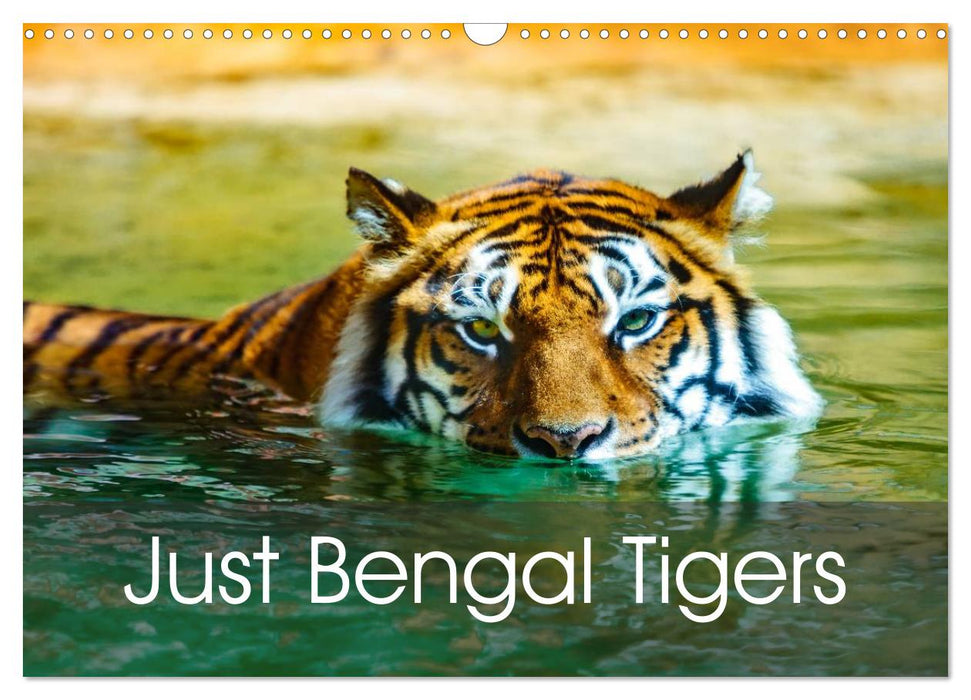 Just Bengal Tigers (CALVENDO Monthly Calendar 2026)