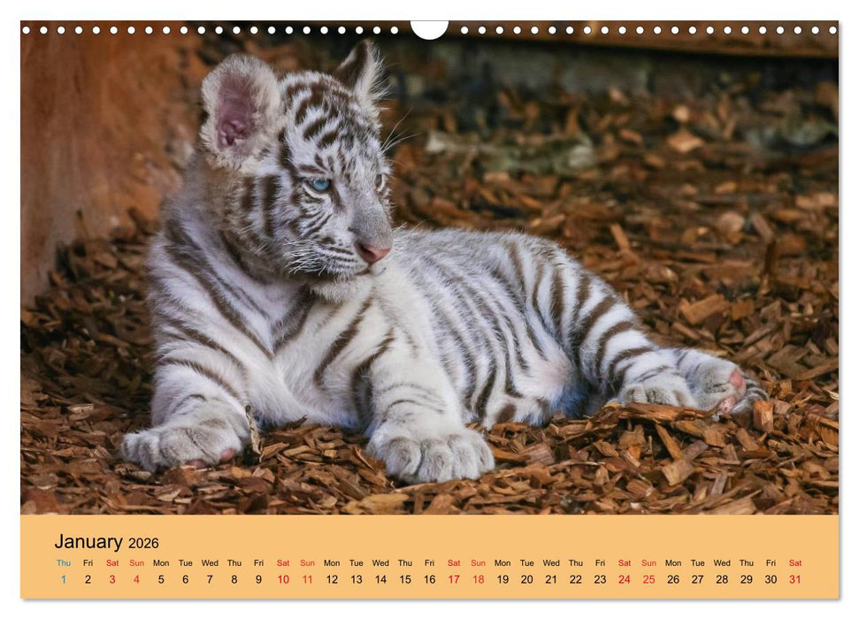 Just Bengal Tigers (CALVENDO Monthly Calendar 2026)