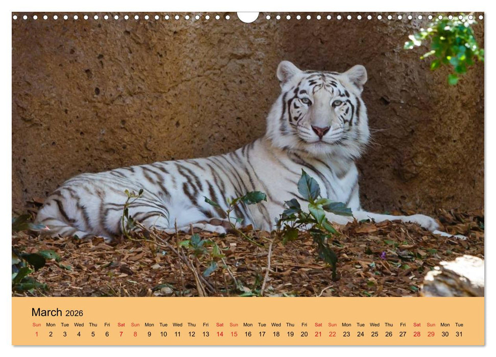 Just Bengal Tigers (CALVENDO Monthly Calendar 2026)