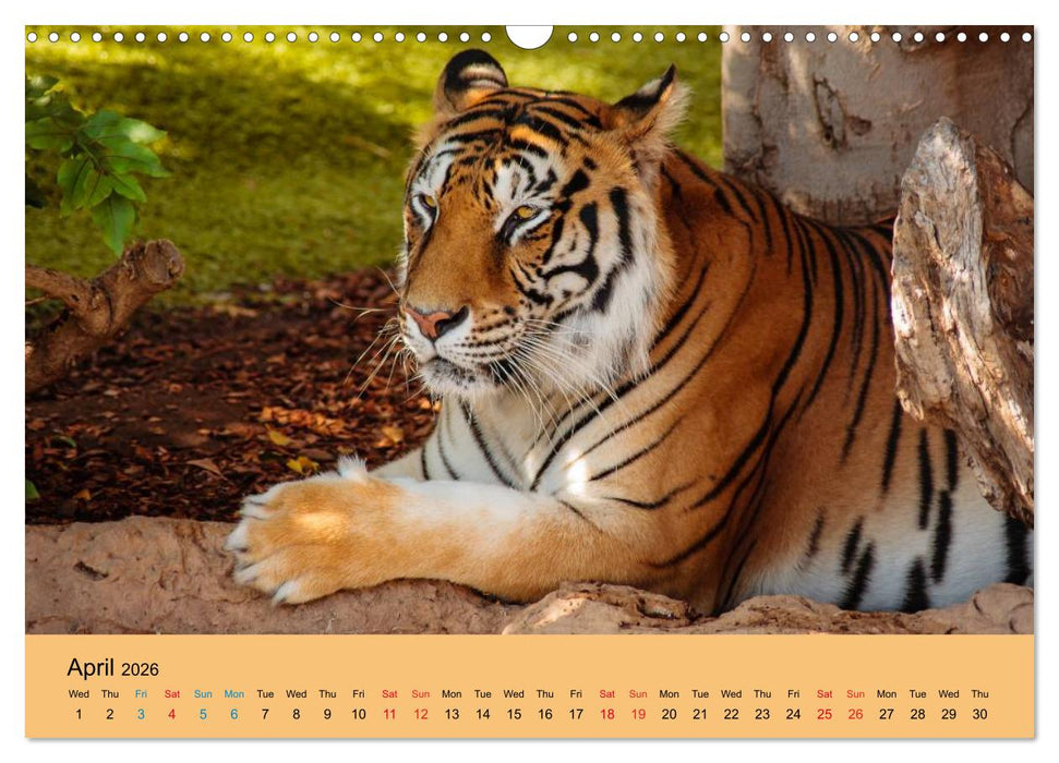 Just Bengal Tigers (CALVENDO Monthly Calendar 2026)