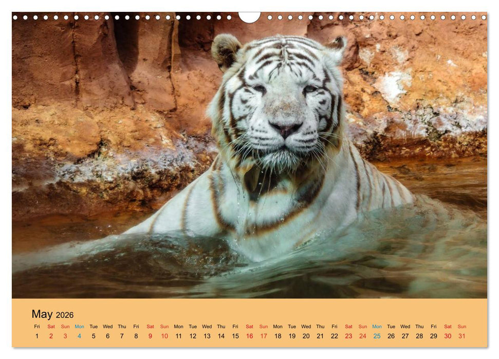 Just Bengal Tigers (CALVENDO Monthly Calendar 2026)