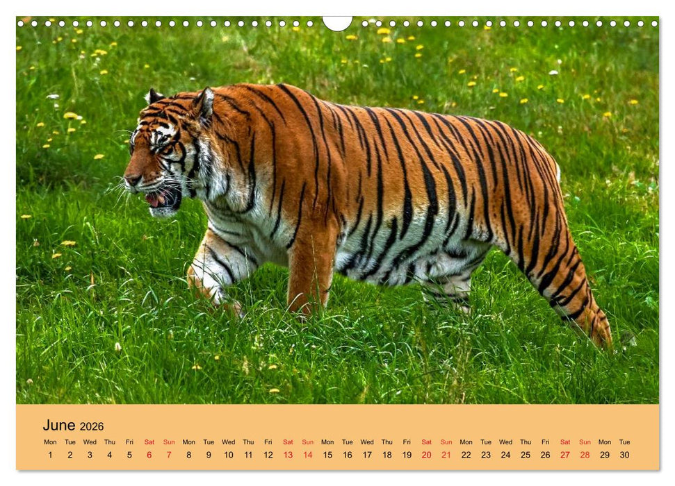 Just Bengal Tigers (CALVENDO Monthly Calendar 2026)