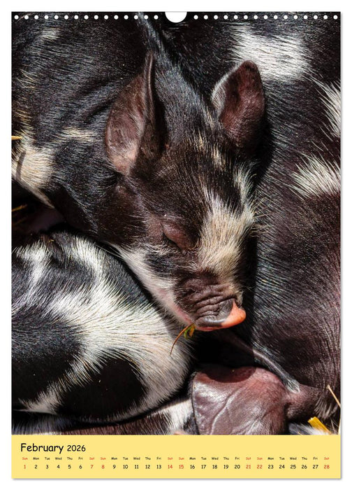 Just Pigs (CALVENDO Monthly Calendar 2026)