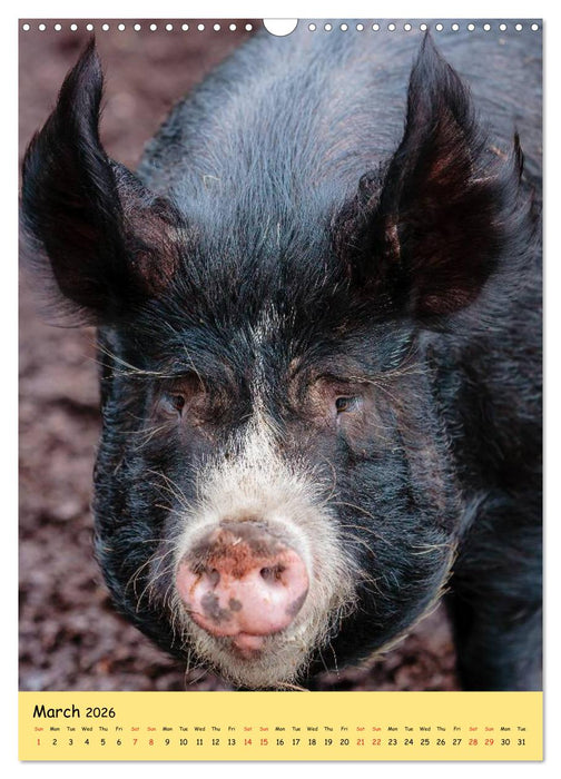Just Pigs (CALVENDO Monthly Calendar 2026)