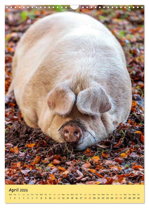 Just Pigs (CALVENDO Monthly Calendar 2026)