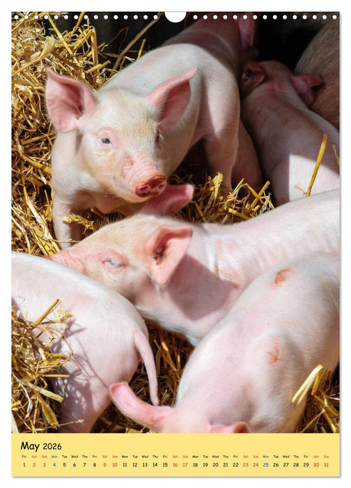 Just Pigs (CALVENDO Monthly Calendar 2026)