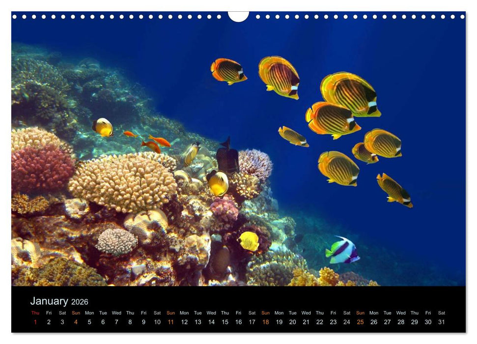 Water Dreams-journey through the sea (CALVENDO Monthly Calendar 2026)
