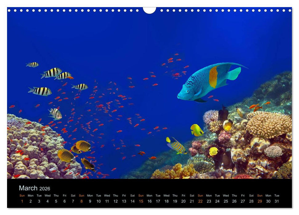Water Dreams-journey through the sea (CALVENDO Monthly Calendar 2026)