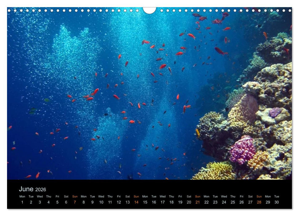 Water Dreams-journey through the sea (CALVENDO Monthly Calendar 2026)