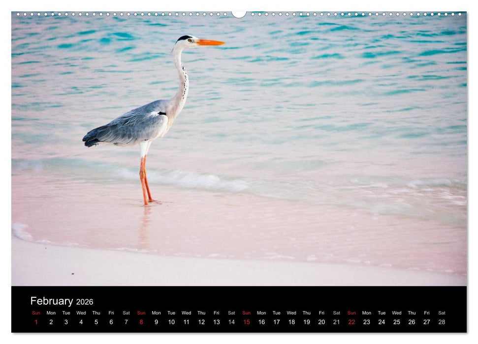 Amazing Maldives (CALVENDO Premium-Calendar 2026)