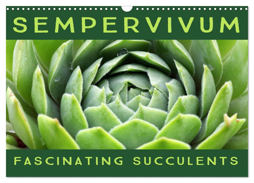 Sempervivum Fascinating Succulents (CALVENDO Monthly Calendar 2026)